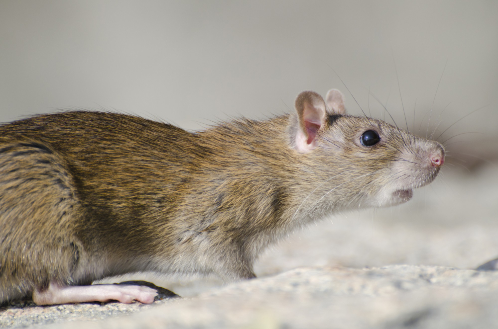 Rodent Pest Control Services