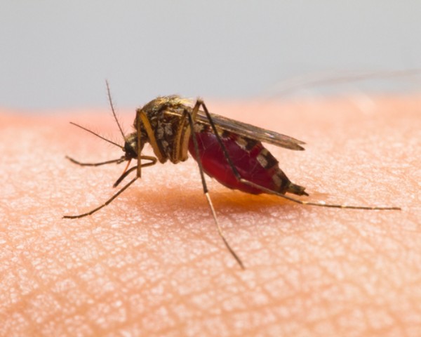 Mosquito Pest Control Services