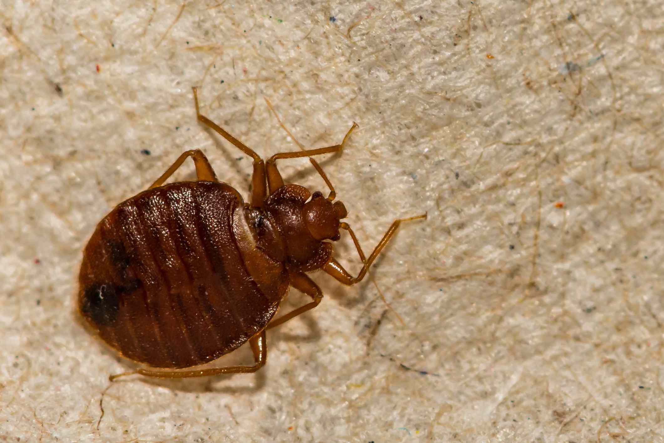 bed bug 1 bed bug 1
