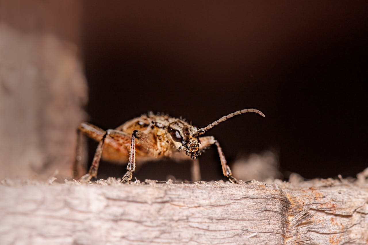 Wood Borer Control Services in Bhubaneswar