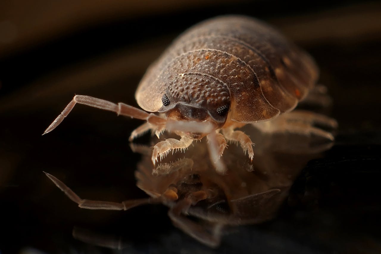 bed bug control service in bhubaneswar